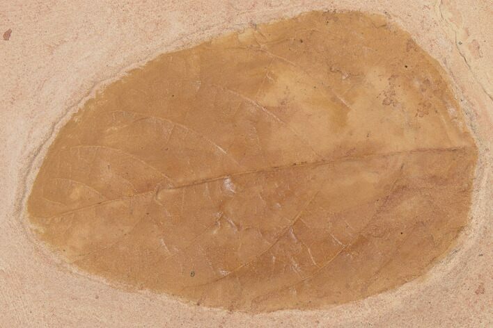 Red Fossil Leaf (Magnolia) - Montana #188972